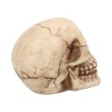 Czaszka Joker 12cm Skull