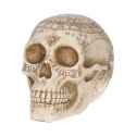 Czaszka Astrologiczna - Astrological Skull 20cm