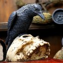 Ravens Remains 13cm - figurka kruka na czaszce