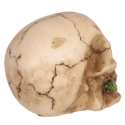 Dekoracyjna Czaszka z fioletową różą w zębach - skull 7cm